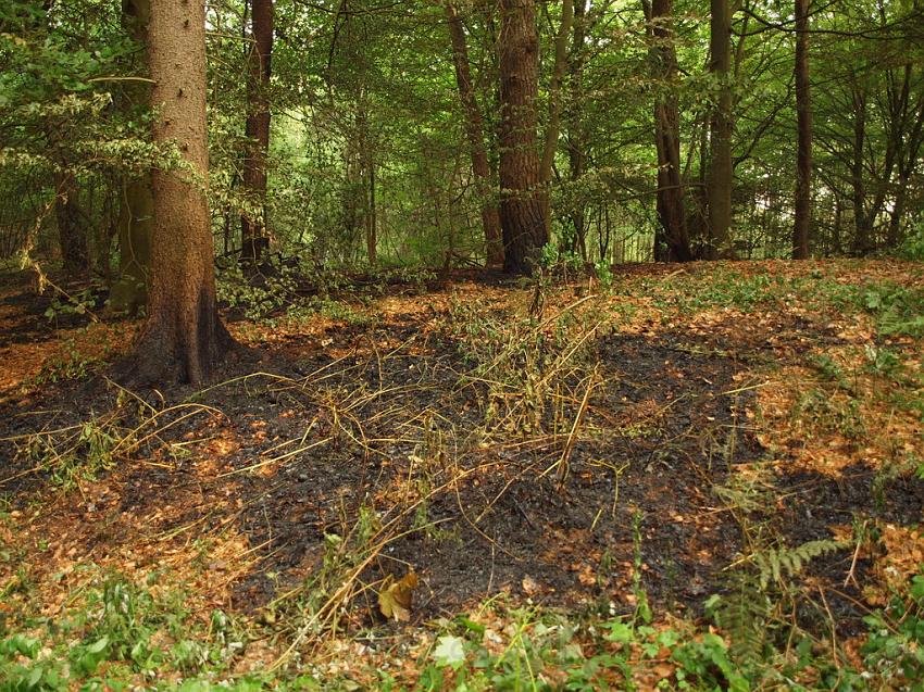 Waldbrand Bergisch Gladbach Bensberg P080.JPG